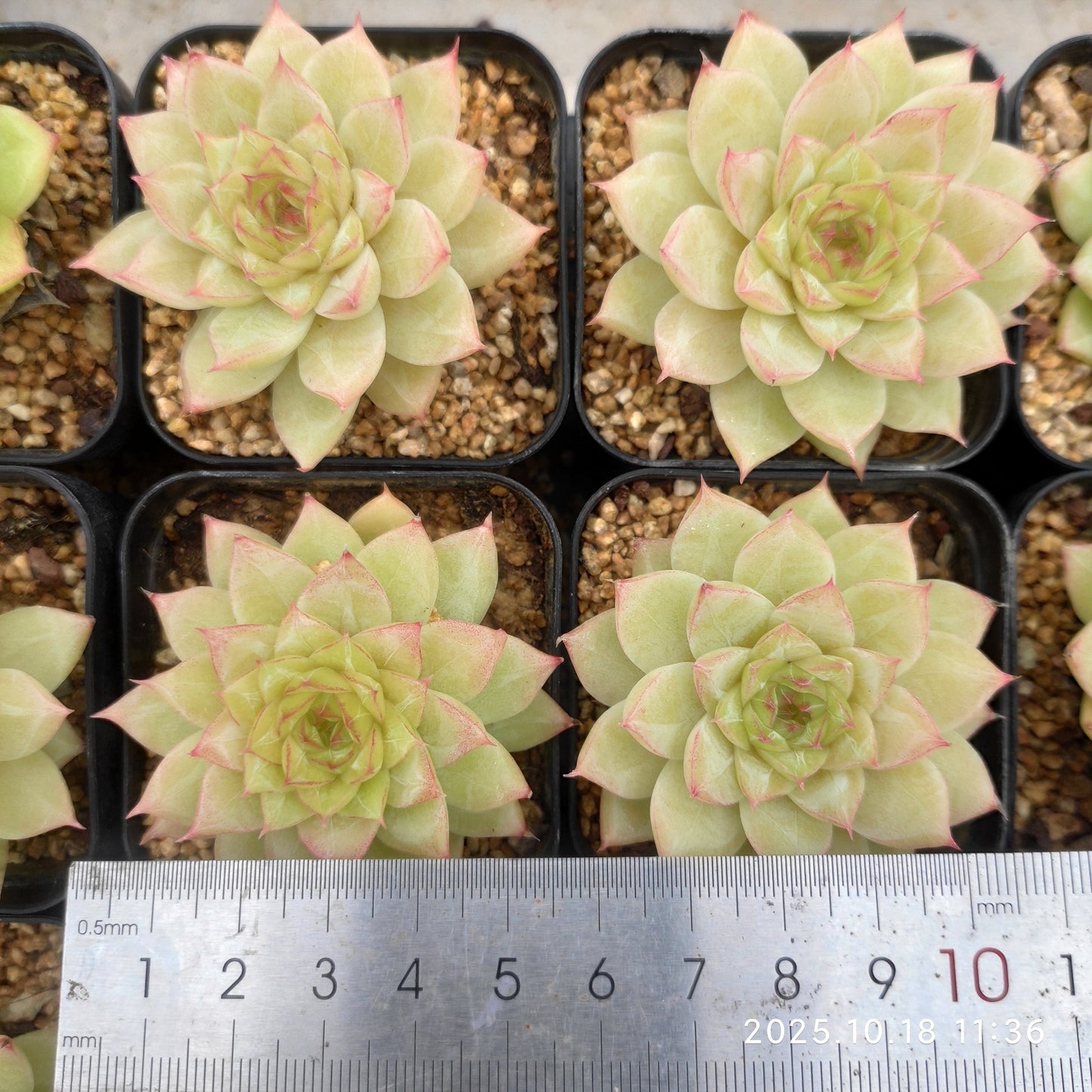 YBB143 Echeveria Emerald(5.5cm pot size)