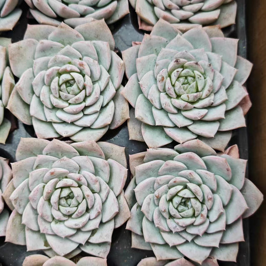 DWZ140 Echeveria Elly Queen