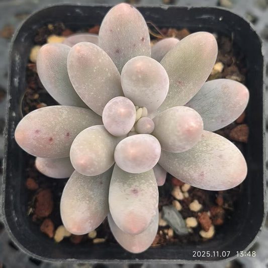 20612 Echeveria Orange Snow Ball (6.5cm pot size)