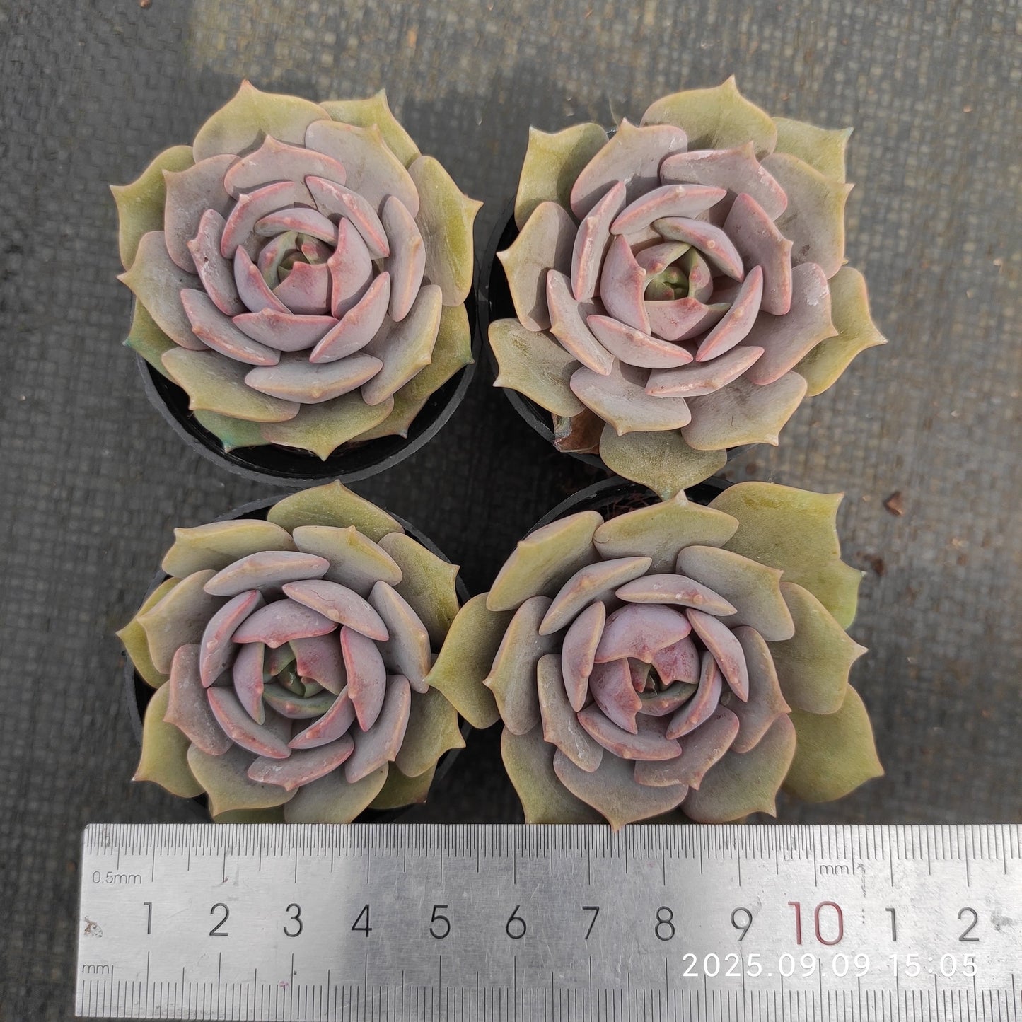 MMT742 Echeveria Pink Butterfly(5.5cm pot size)