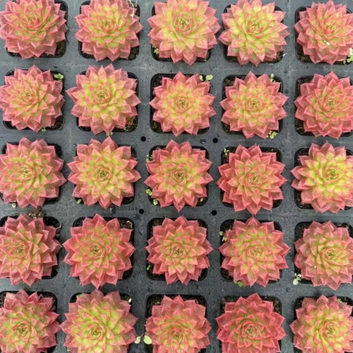 22643 Echeveria Growth (7cm pot size)