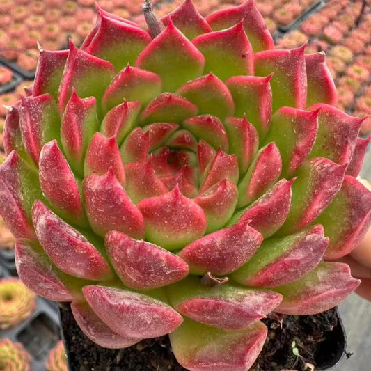 21973 Echeveria Pineapple Cake (7cm pot size)