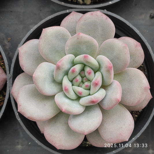 18919 Echeveria Ariel (9cm pot size)