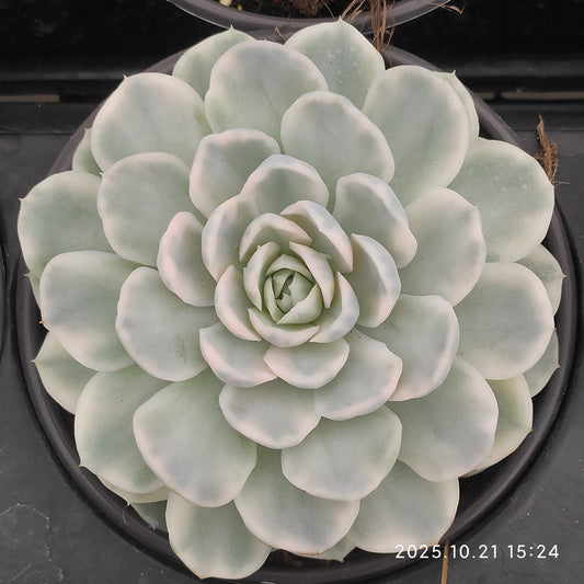 21947 Echeveria Snow Ball Variegated (12.5cm pot size)