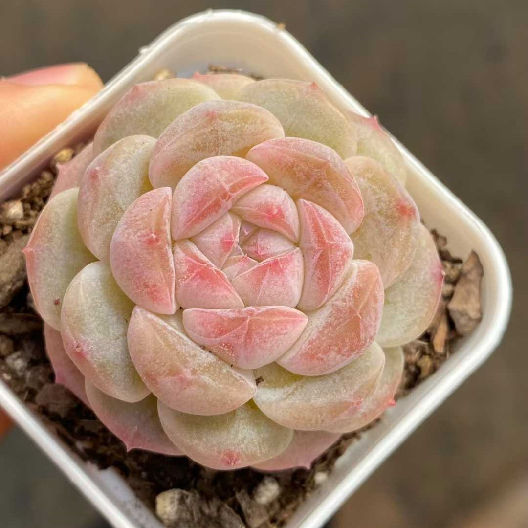 14444 Echeveria Snow Blue (5.5cm pot size)