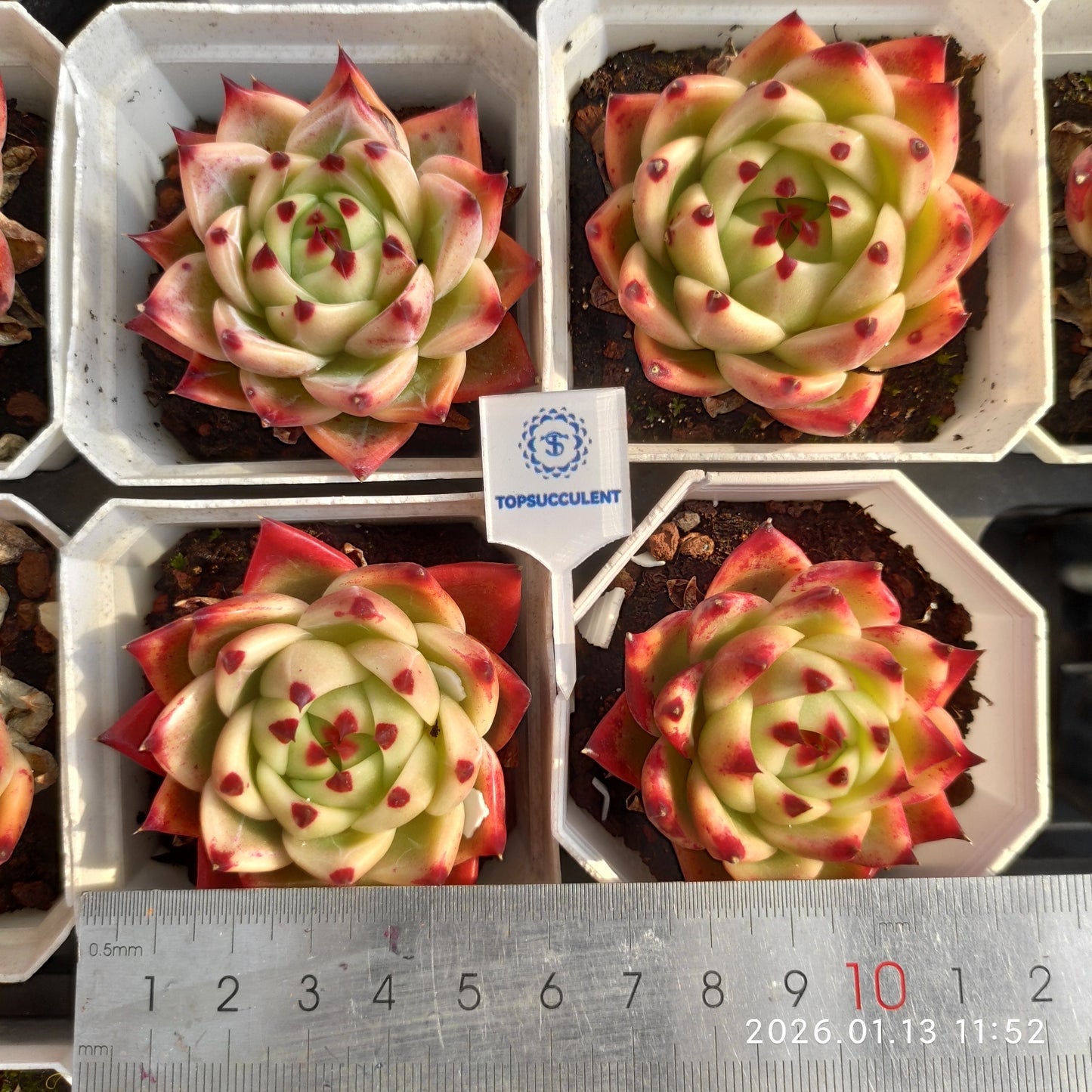 80516 Echeveria Blue Dragon (7cm pot size)