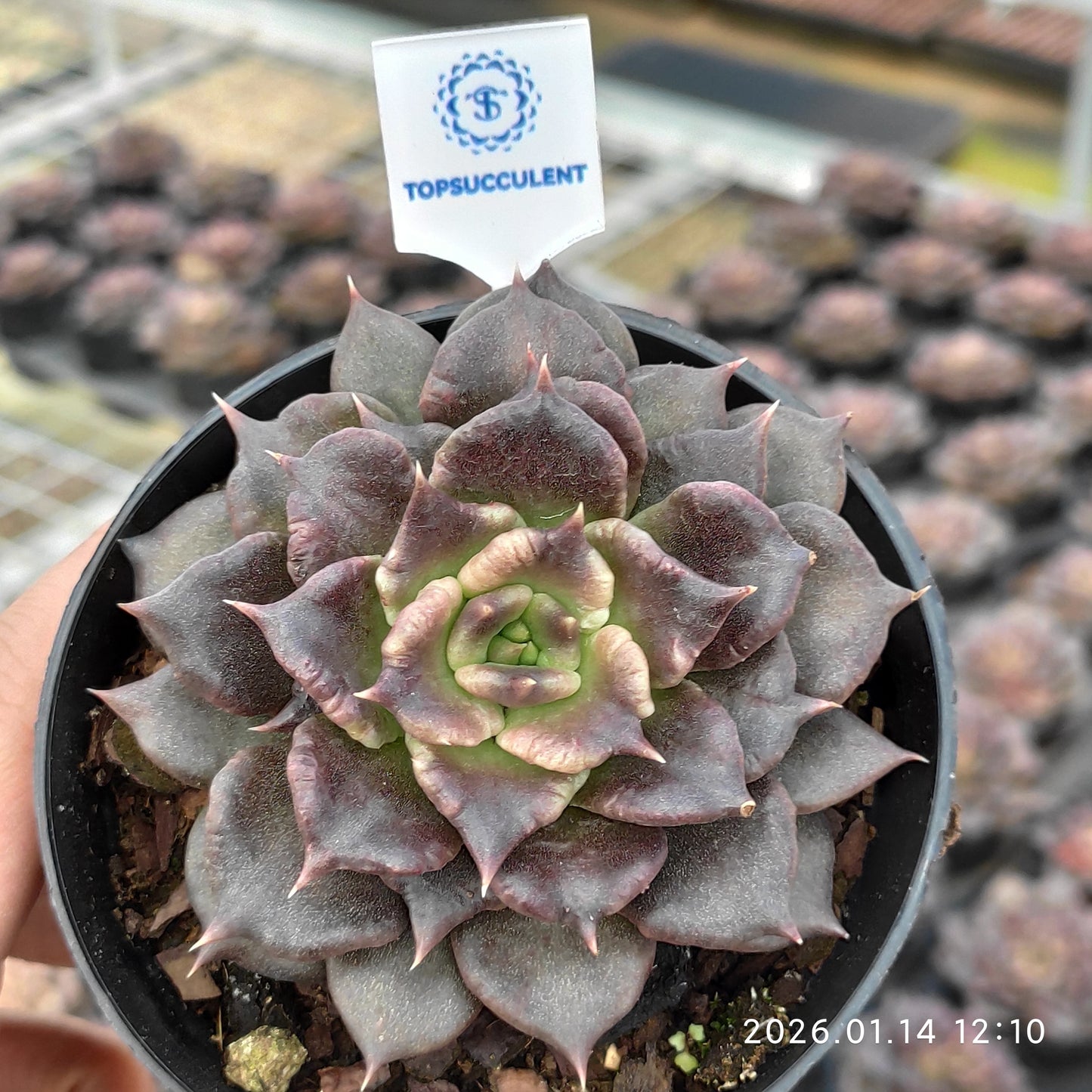 22466 Echeveria Black Madiba (9cm pot size)