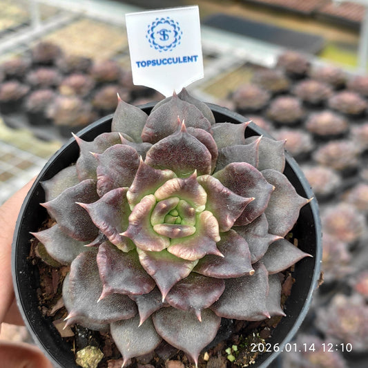 22466 Echeveria Black Madiba (9cm pot size)