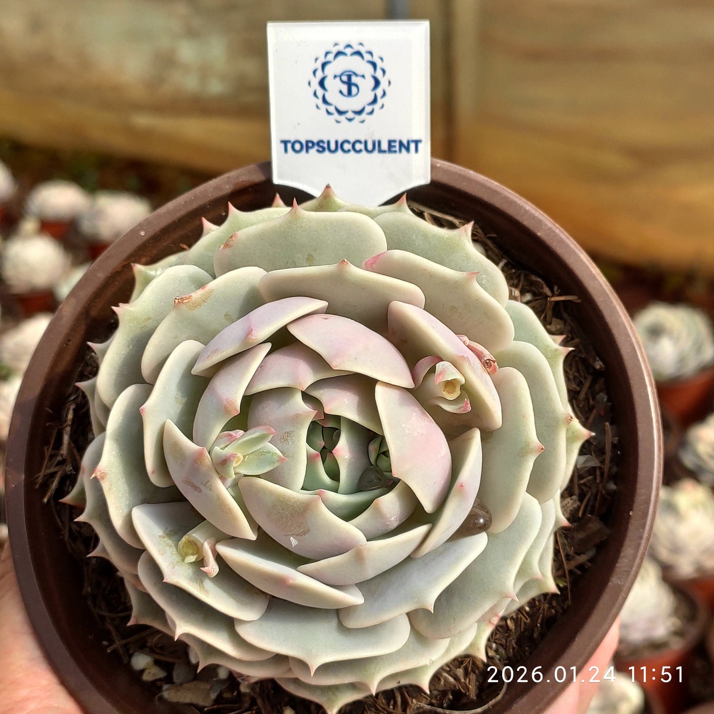 20832 Echeveria Lola (12cm pot size)