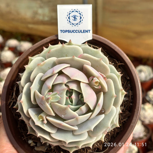 20832 Echeveria Lola (12cm pot size)