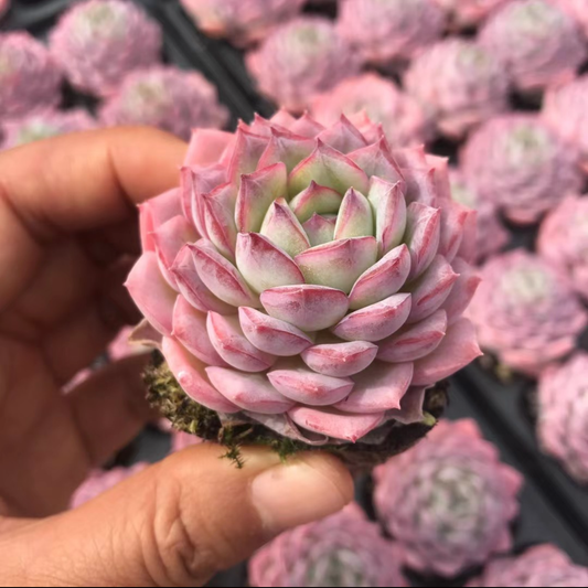 23899 Echeveria Pink Hibiscus (5cm pot size)