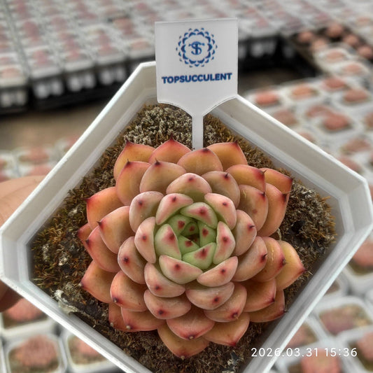 361028 Echeveria Red Ember (7cm pot size)