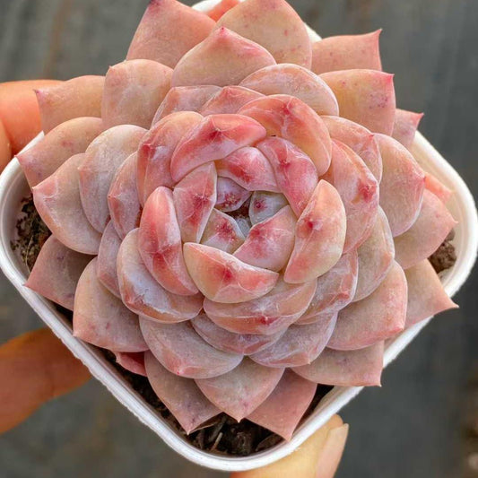 360099 Echeveria Sugar Lamp (6.5cm pot size)