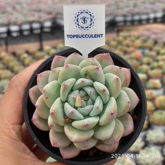 361439 Echeveria Ivory Jade (9cm pot size)