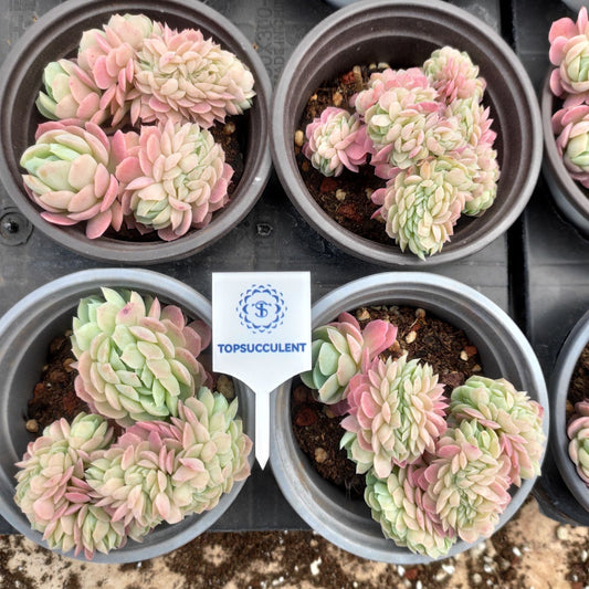 360513 Echeveria Lemon Berry Cristata (9cm pot size)