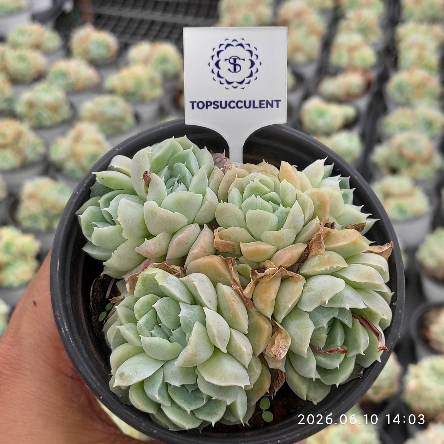361450 Echeveria Hughmillus (9cm pot size)