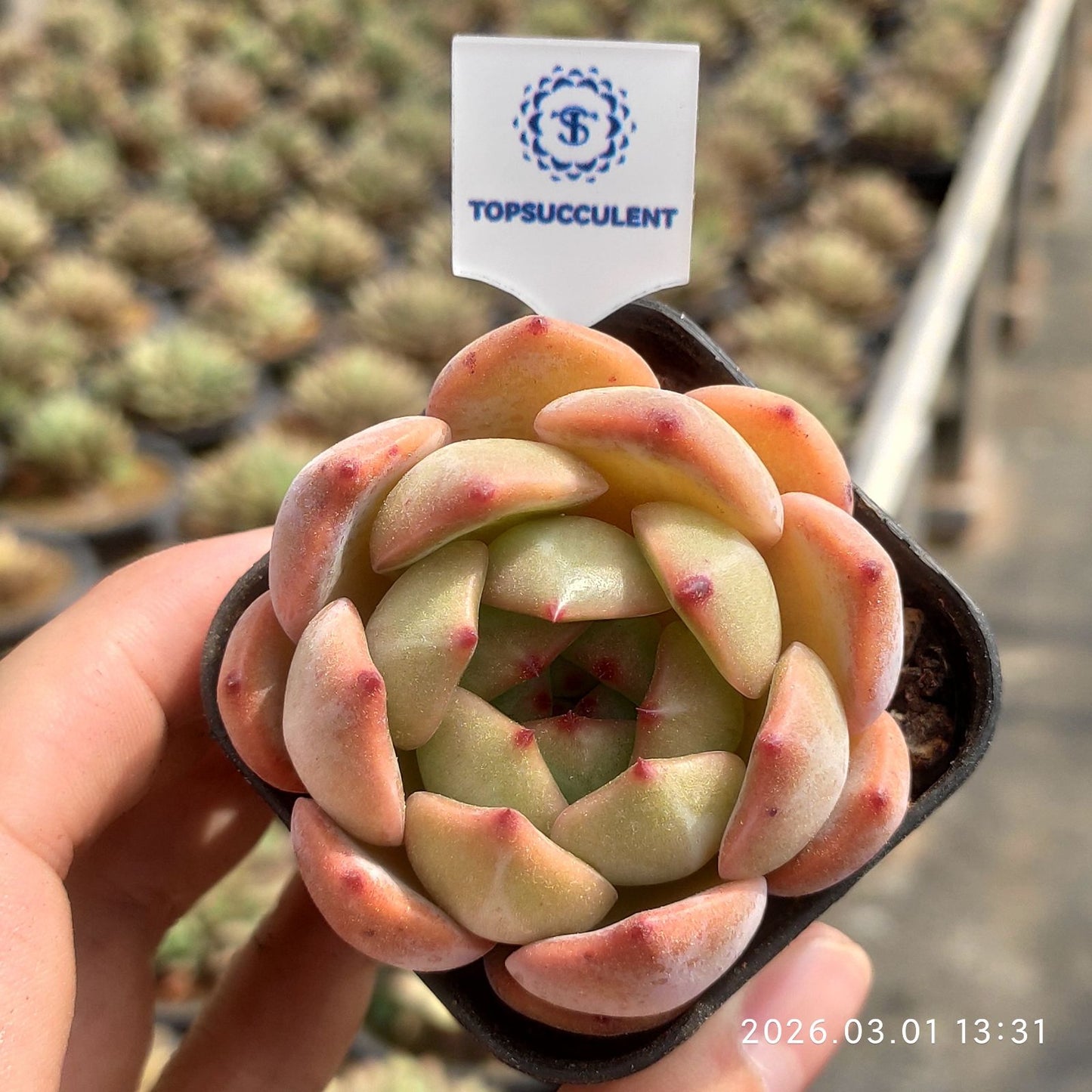 360119 Echeveria Red Monroe (5.5cm pot size)