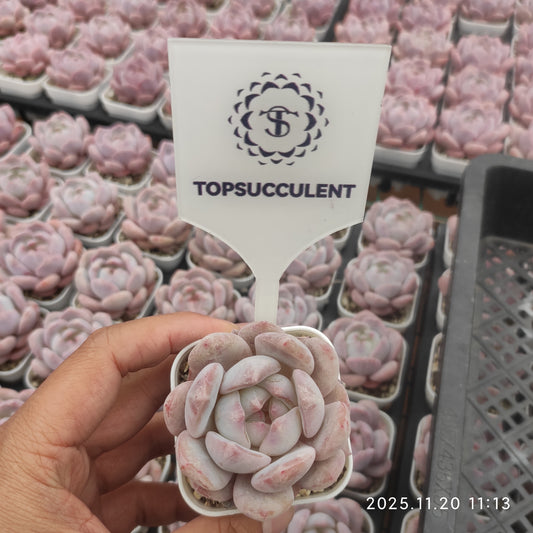 21896 Echeveria Orange Monroe Hyb (5.5cm pot size)