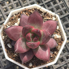 FFH020 Echeveria Aquarias(6cm pot size)