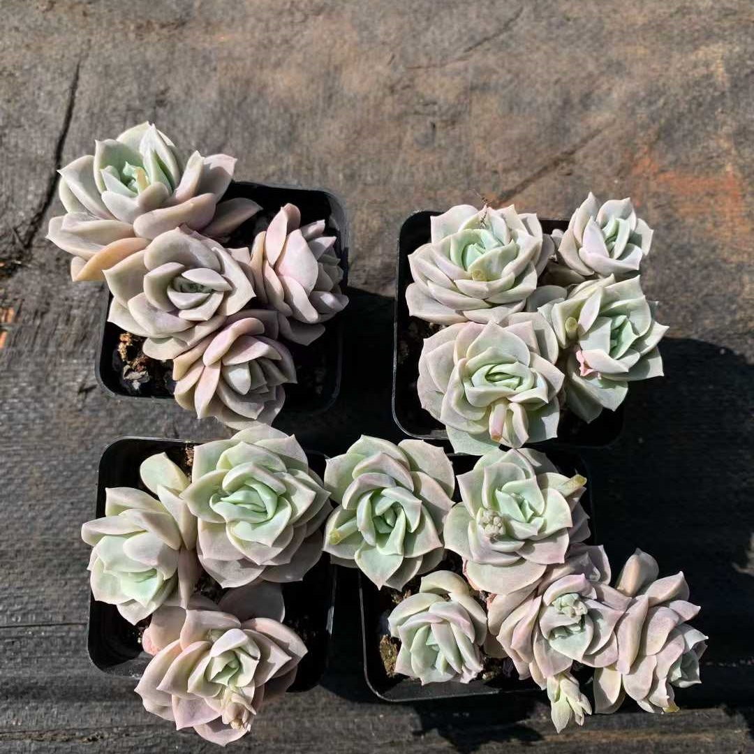 26214 Echeveria Lovely Rose (7cm pot size)