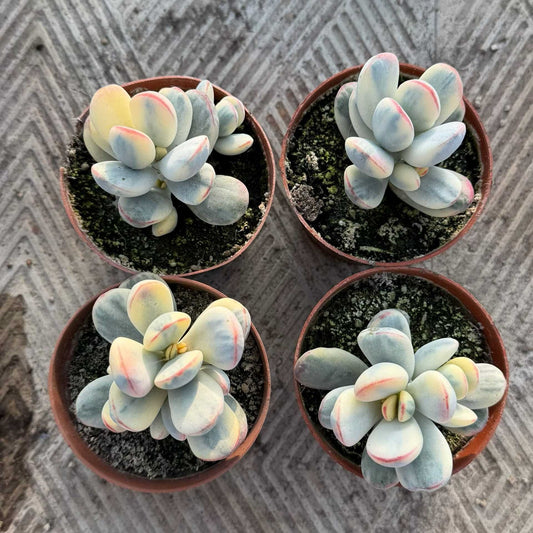 24947 Echeveria Orbiculata Variegated (9cm pot size)