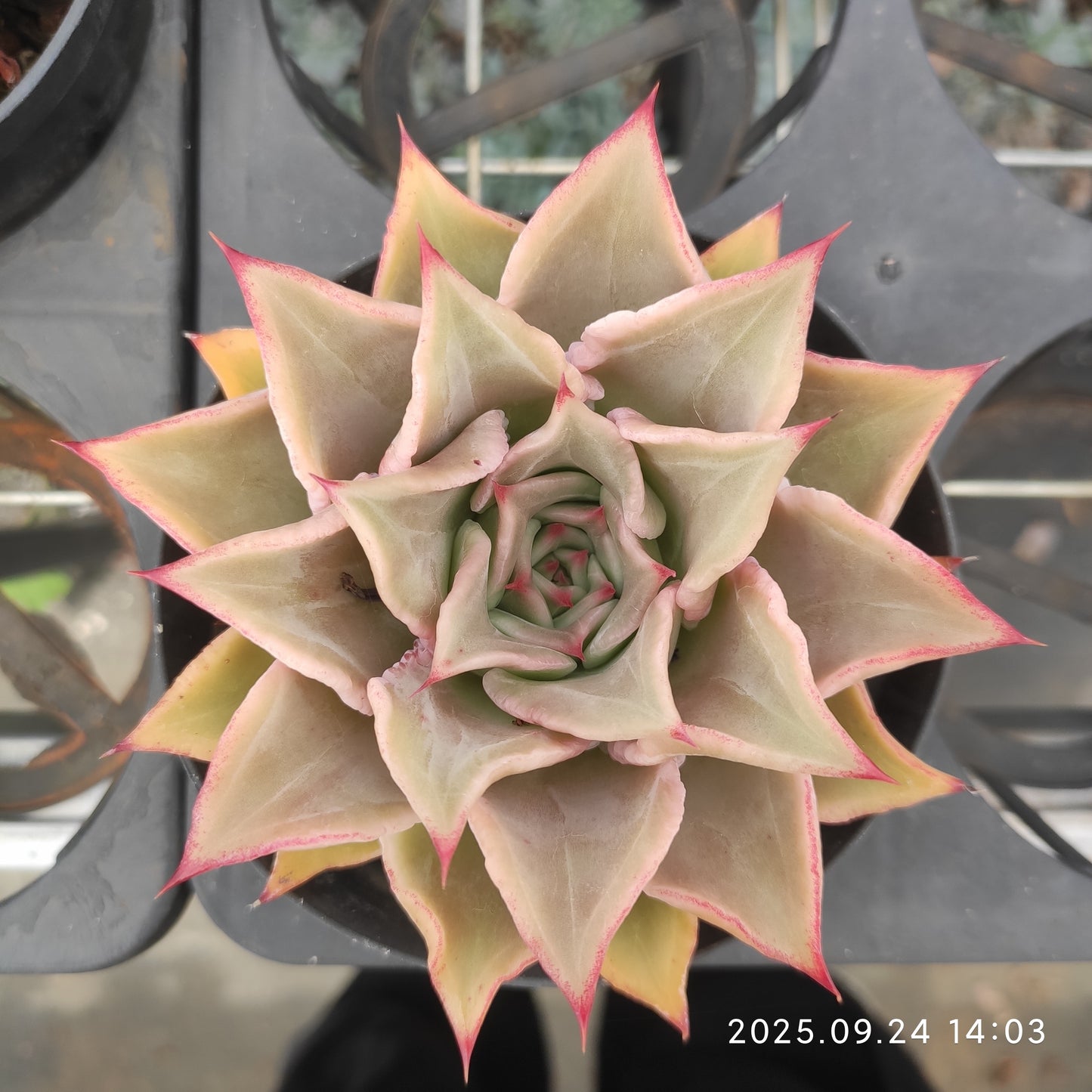 HM123 Echeveria Madiba(11cm pot size)