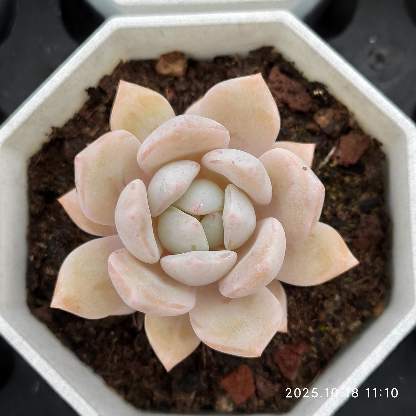 19072 Echeveria Dream Snow (7cm pot size)