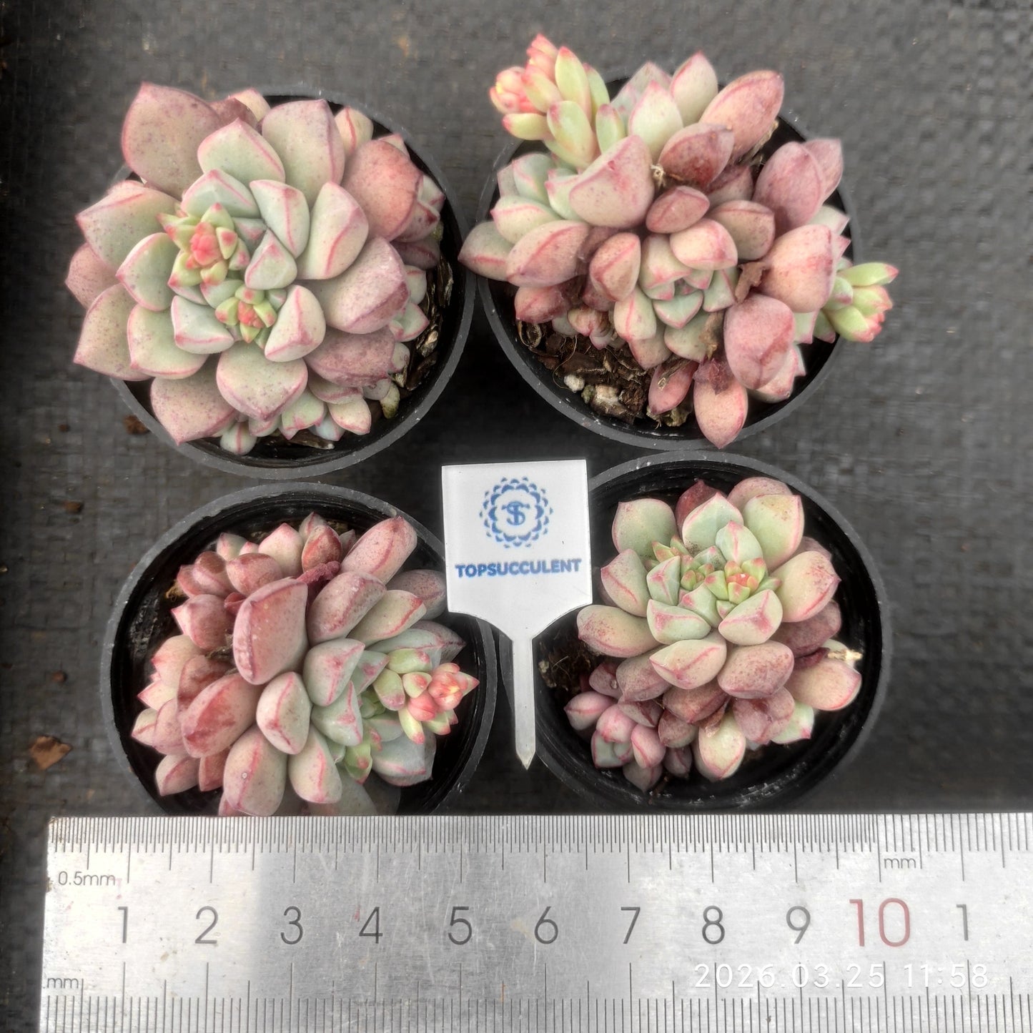 1759 Echeveria Subcorymbosa Lau 030 (5.5cm pot size)