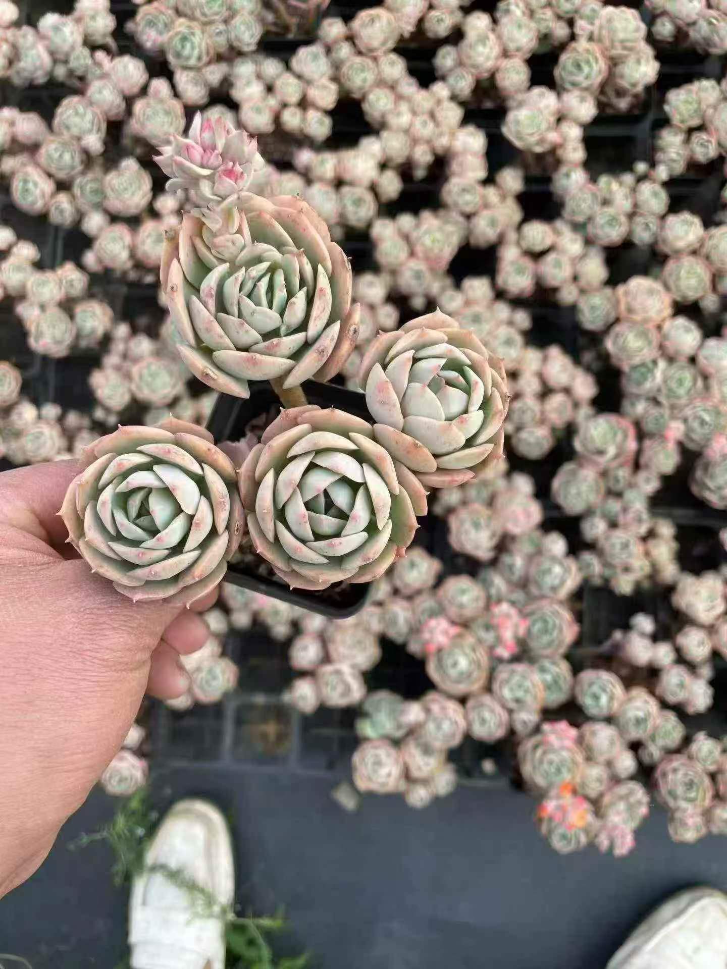 264665 Echeveria Claudia (7cm pot size)