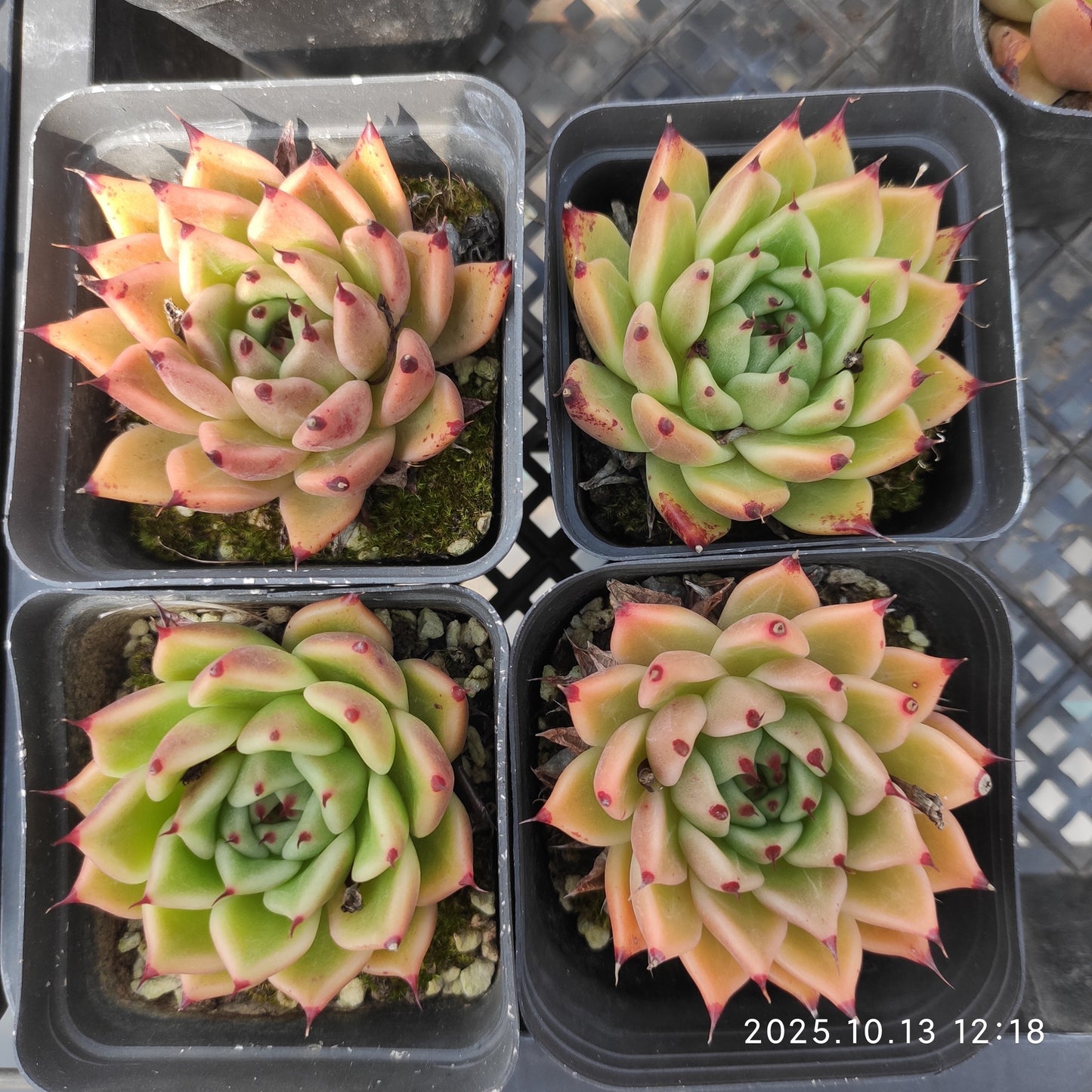 5532 Echeveria Hallowen (7cm pot size)
