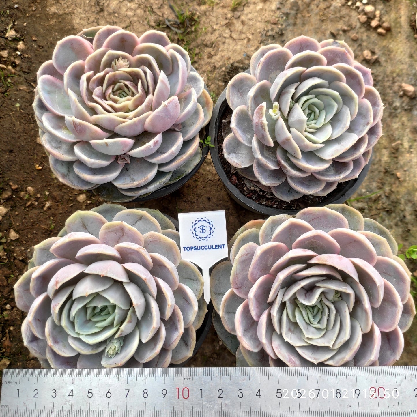 15586 Echeveria Blue Surprise (12cm pot size)