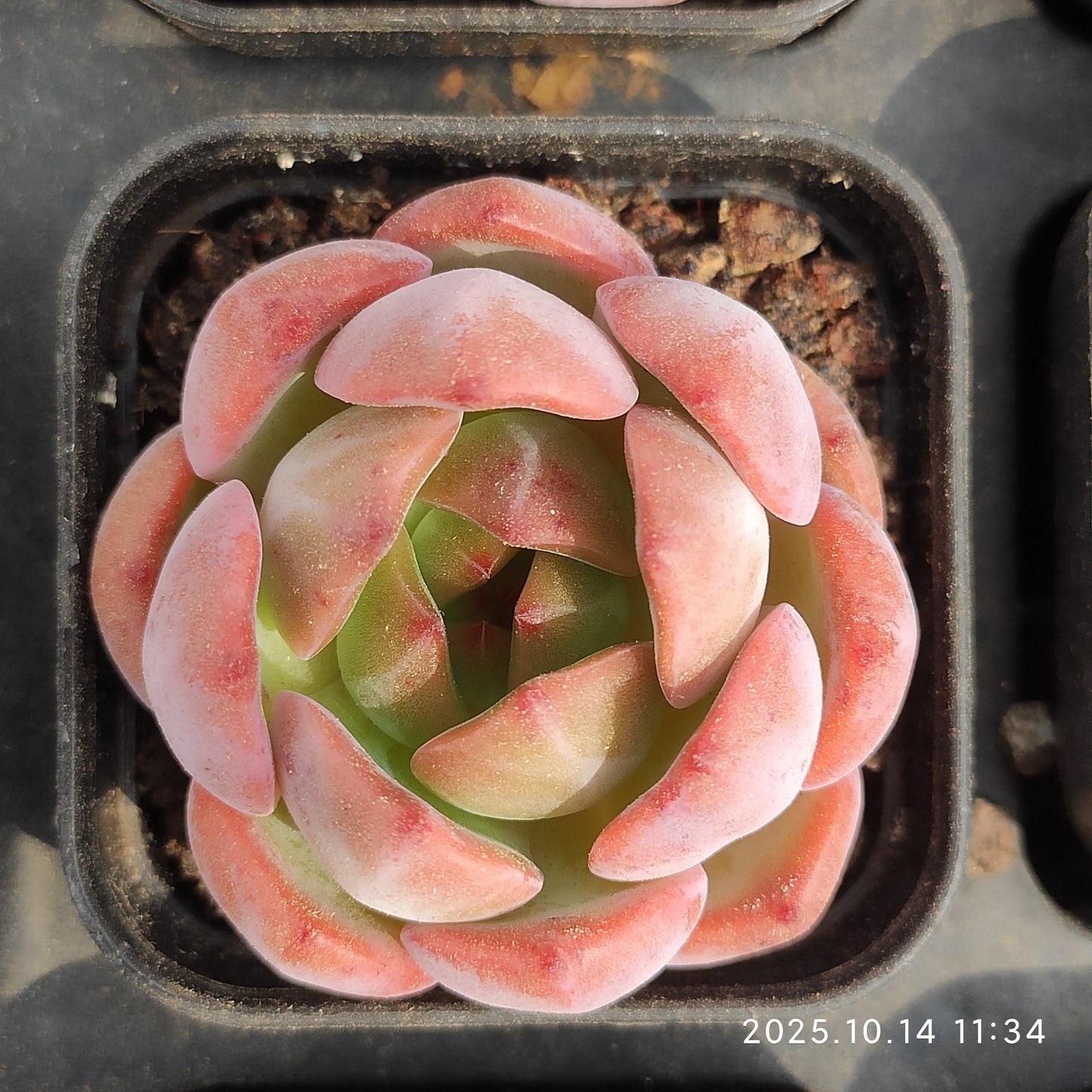 21538 Echeveria Red Monroe (5.5cm pot size)