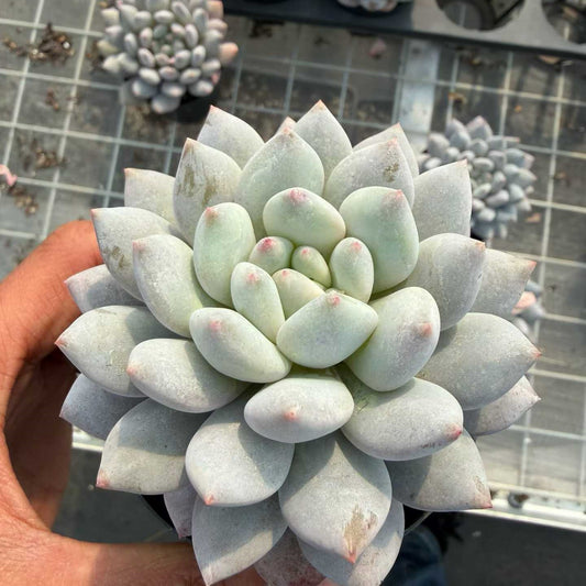 20853 Echeveria Half Summer (9cm pot size)