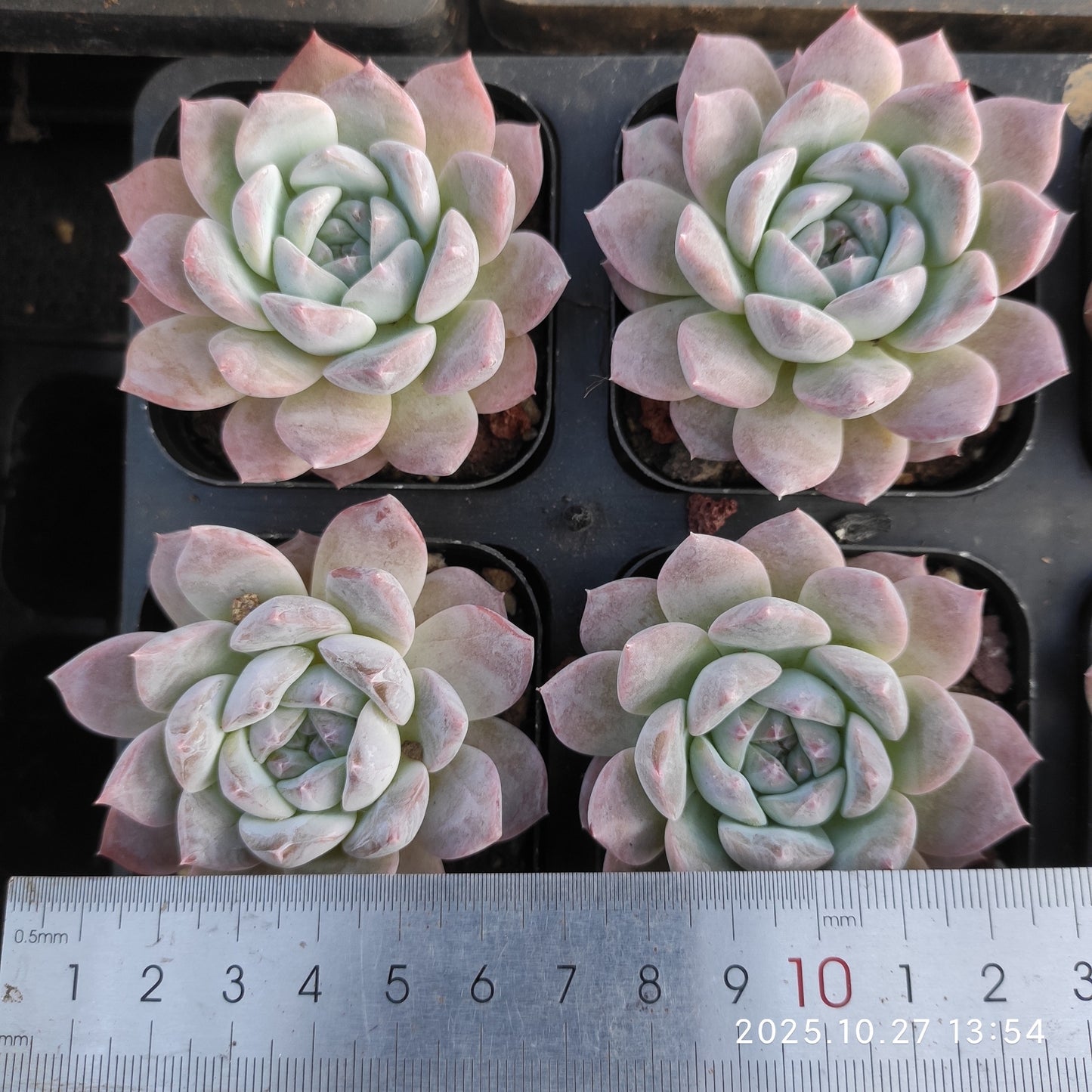 20978 Echeveria Malgan Hyb (7cm pot size)