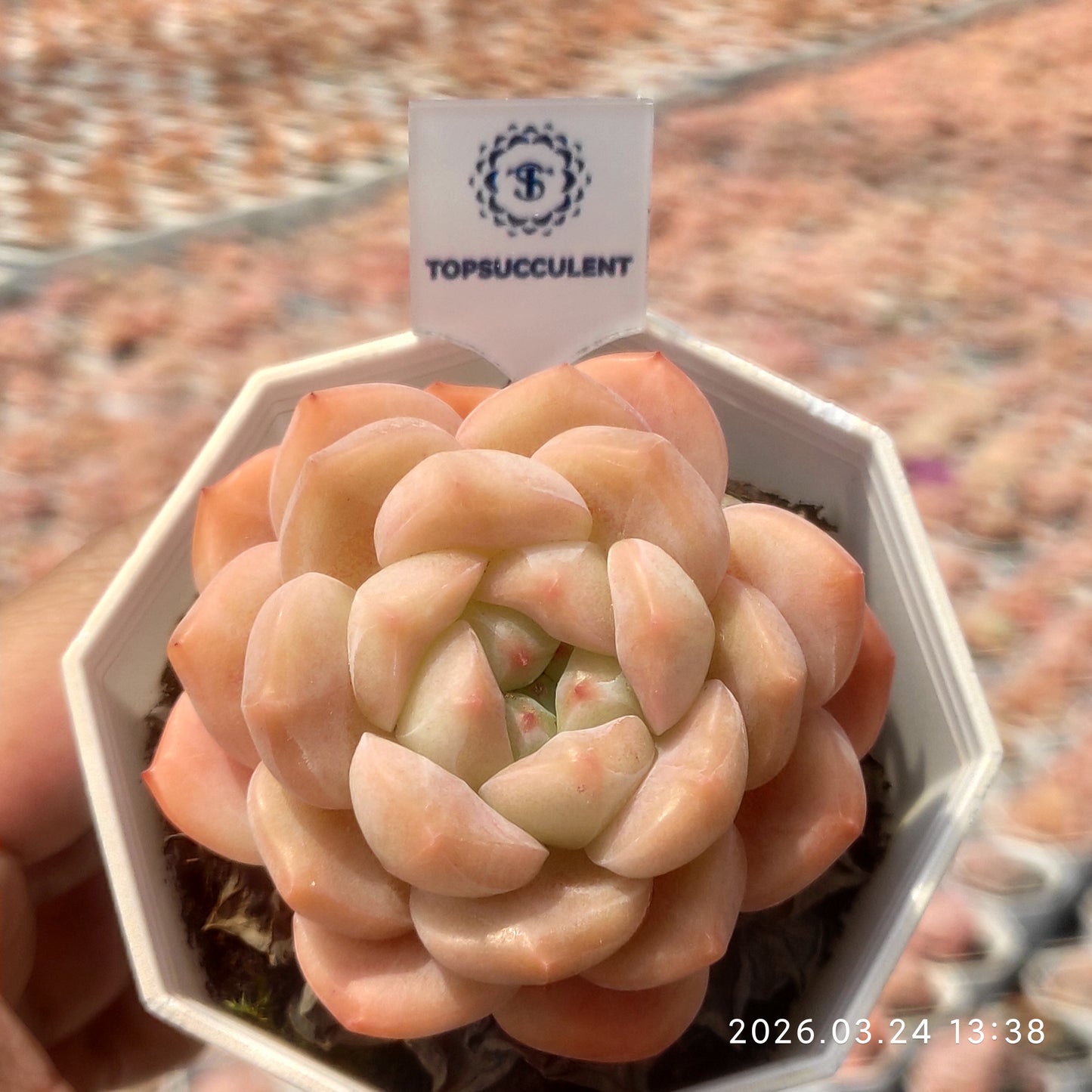 80534 Echeveria Pink Molly (6.5cm pot size)