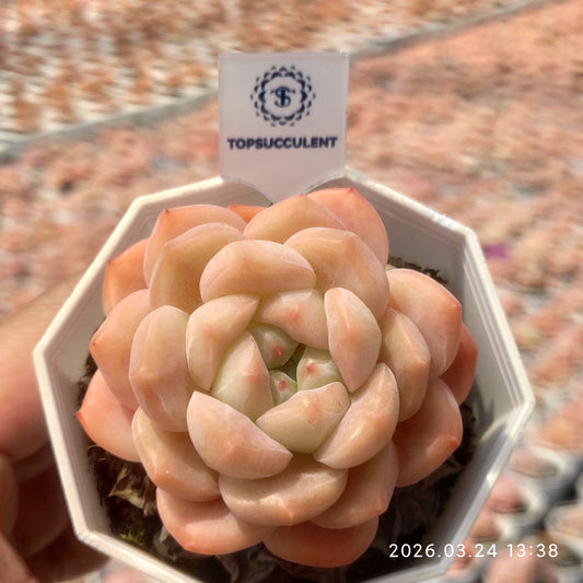 80534 Echeveria Pink Molly (6.5cm pot size)