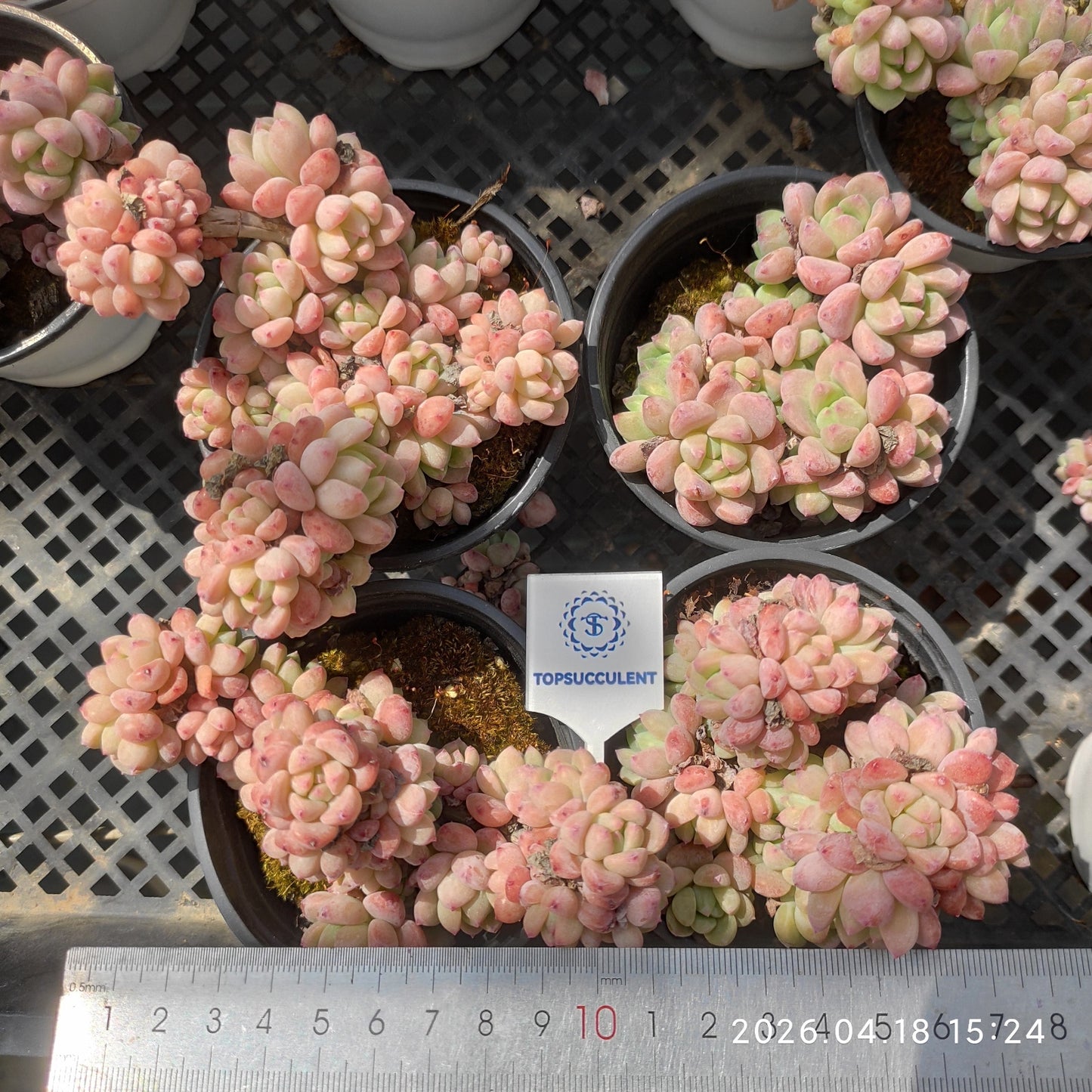 21633 Echeveria Senbonzakura (9cm pot size)
