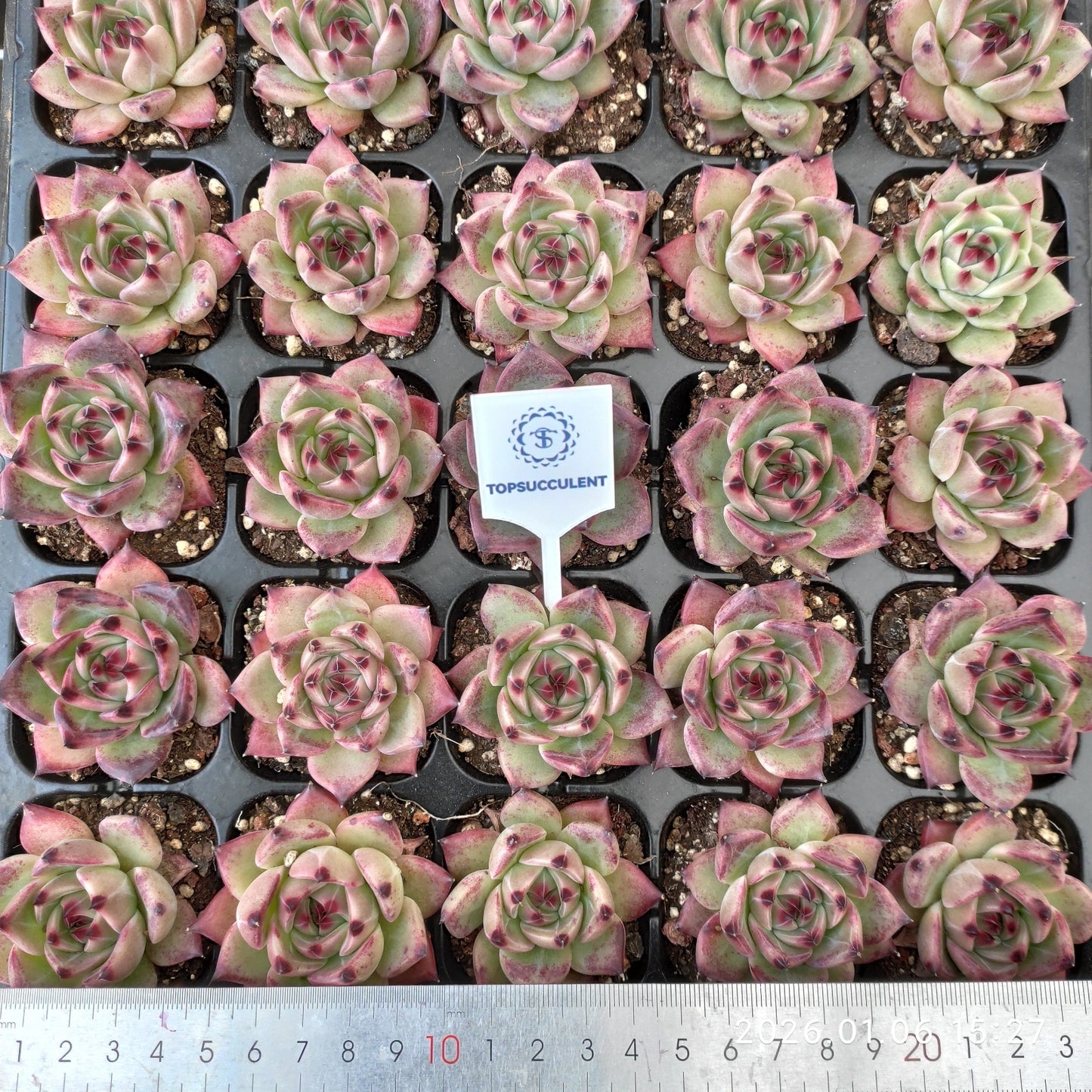 24401 Echeveria Purola (5cm pot size)