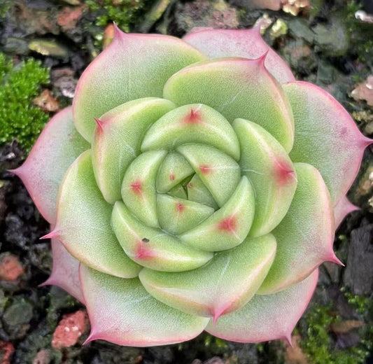 BL1050 Echeveria Champagne Hyb