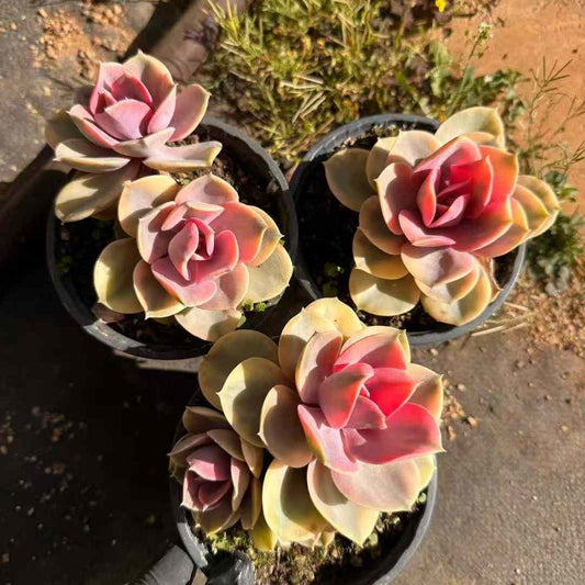21151 Echeveria Rainbow Variegated (12cm pot size)