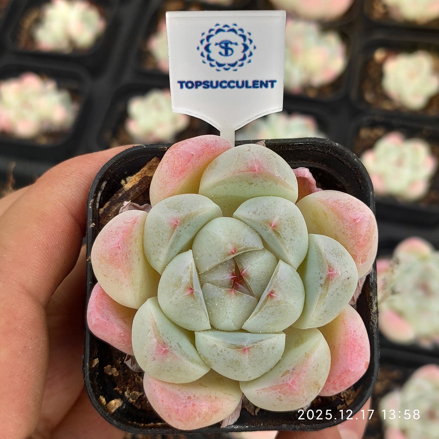 23766 Echeveria Ice Green Hyb (5.5cm pot size)