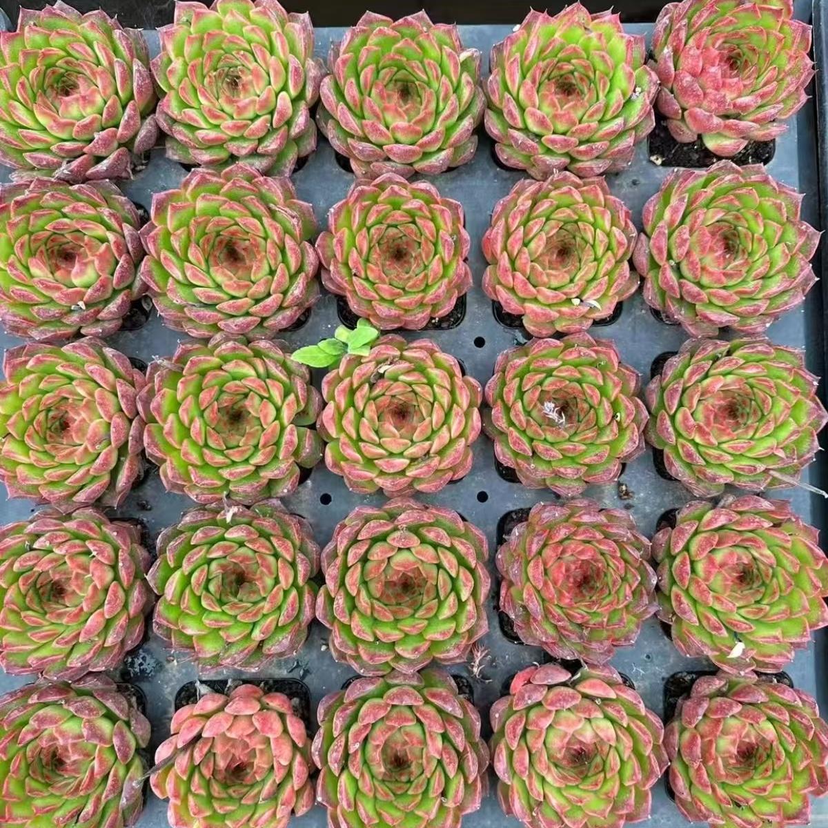 21973 Echeveria Pineapple Cake (7cm pot size)