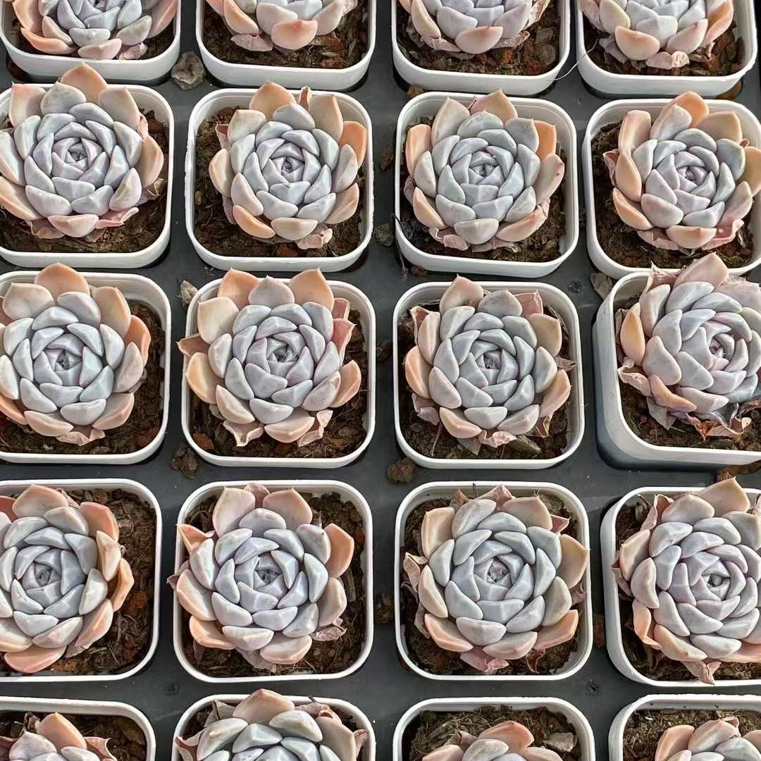 25752 Echeveria Tiny Burger (6.5cm pot size)
