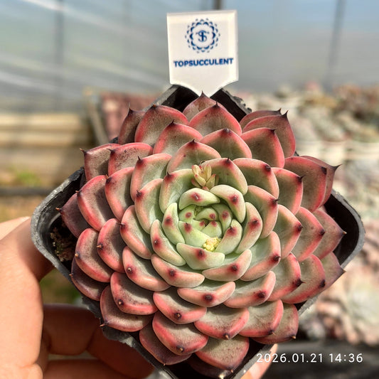7248 Echeveria Starlight Jenny (7cm pot size)