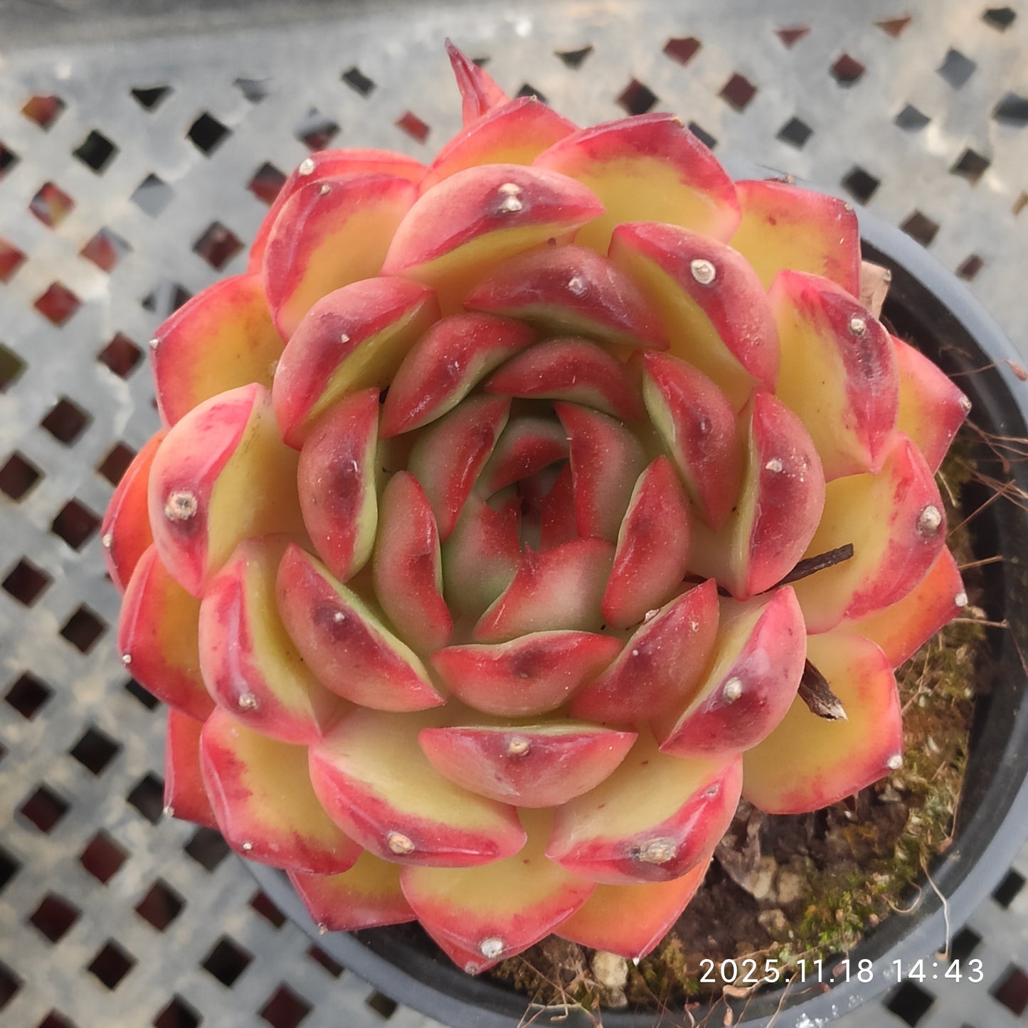 2809 Echeveria Red Moran (9cm pot size)