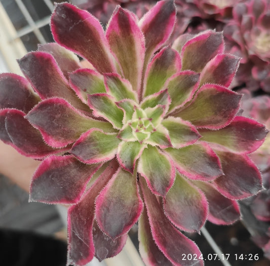 ON312 Aeonium Purple Wave