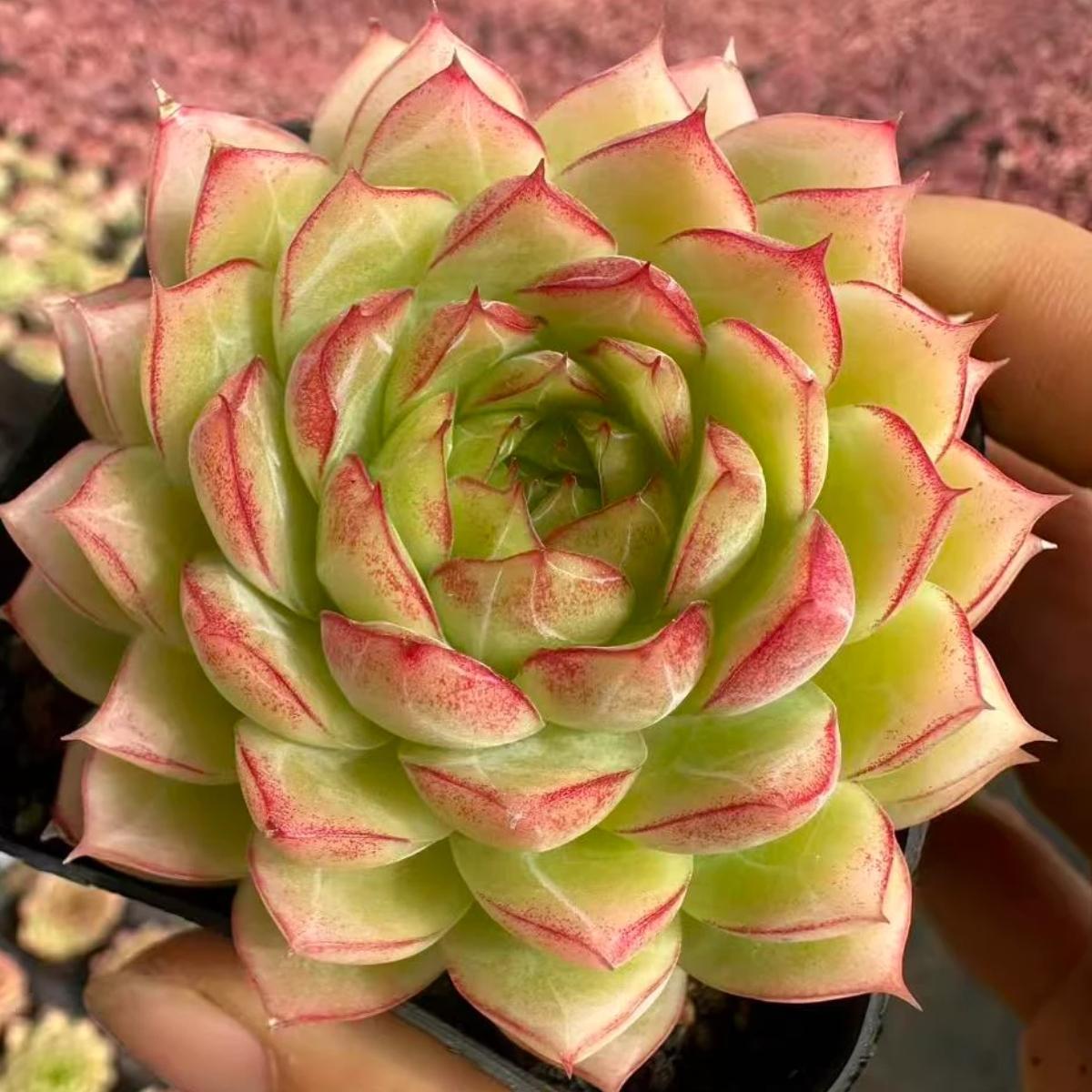 23002 Echeveria Nightingale (6cm pot size)