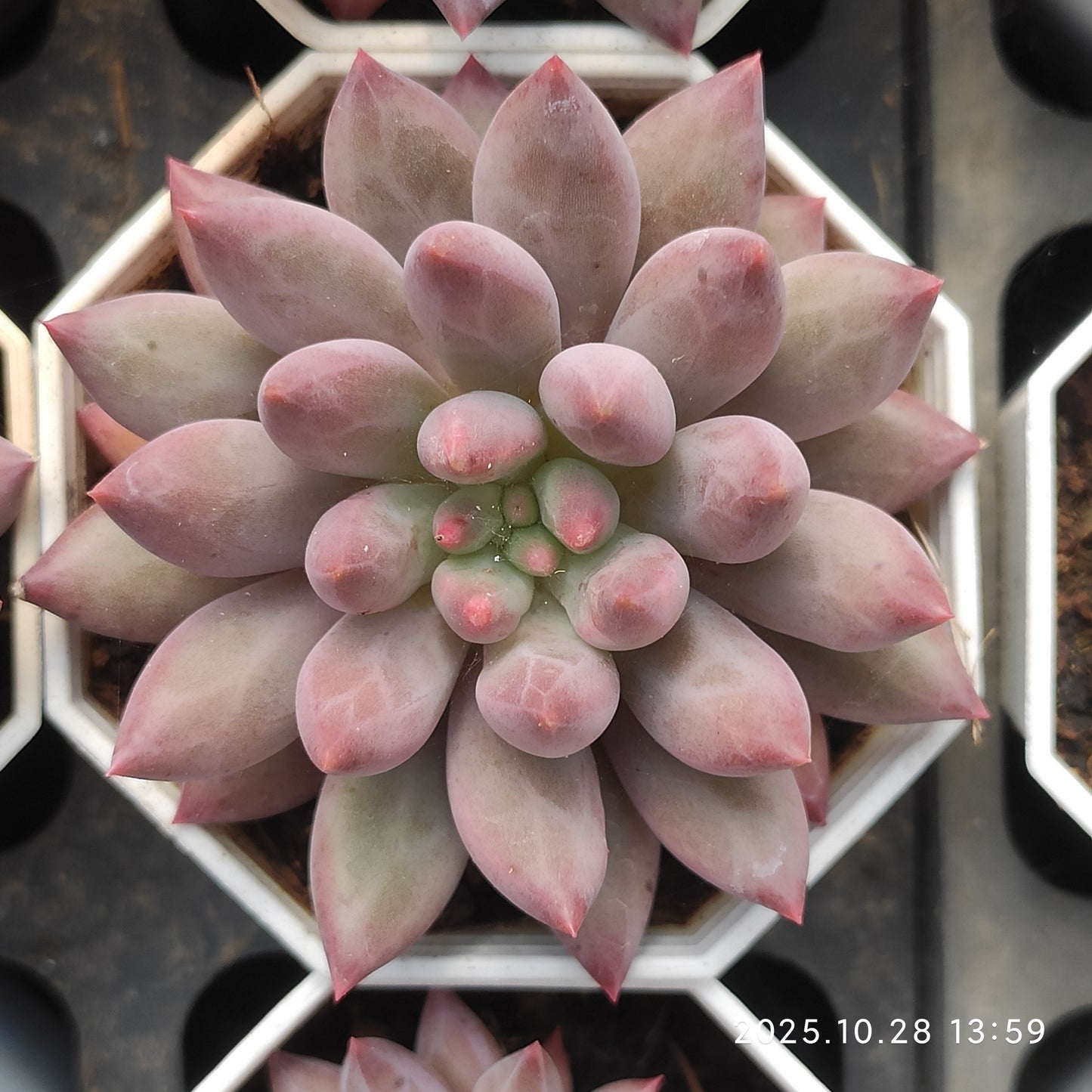 22204 Echeveria Cherries (7cm pot size)