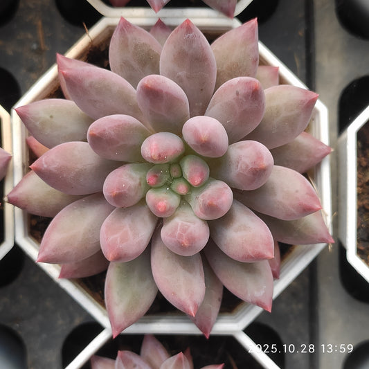 22204 Echeveria Cherries (7cm pot size)