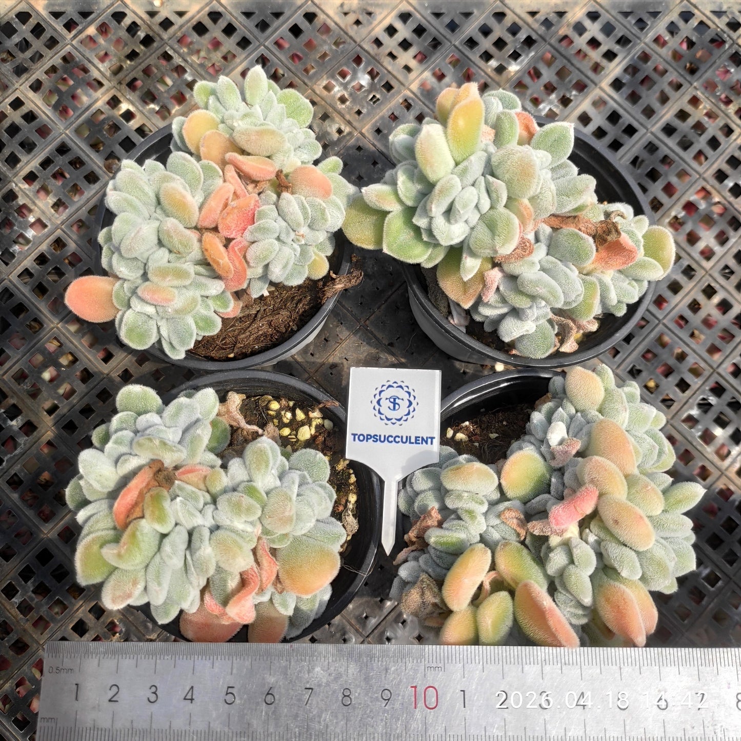 26014 Echeveria Frosty Cristata (9cm pot size)